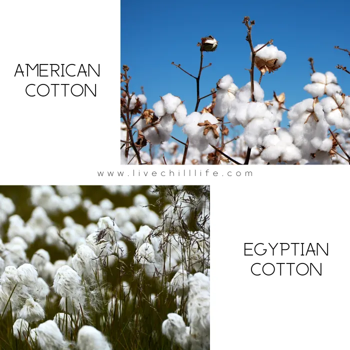 Mako cotton vs. american cotton