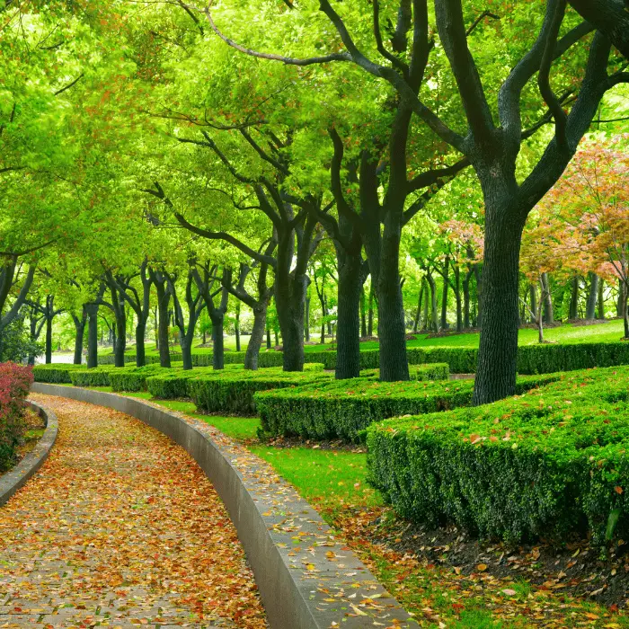 fall leaves on a park pathway with green trees around it