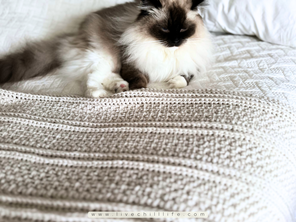 cat on a crochet blanket