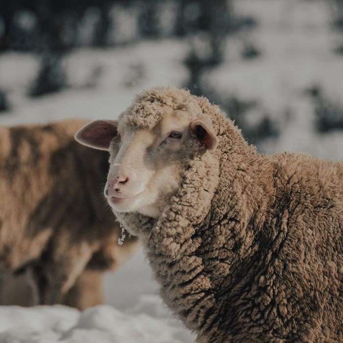 Merino Sheep